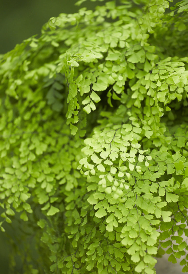 Maidenhair Fern Home Grown Greens Alpha Fern