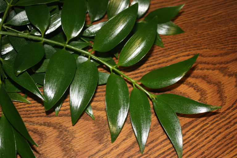 Podocarpus Nagi HomeGrown Greens Alpha Fern