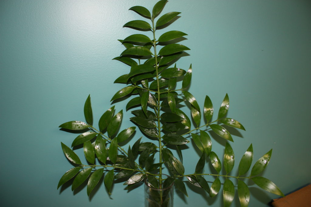 Podocarpus Nagi HomeGrown Greens Alpha Fern