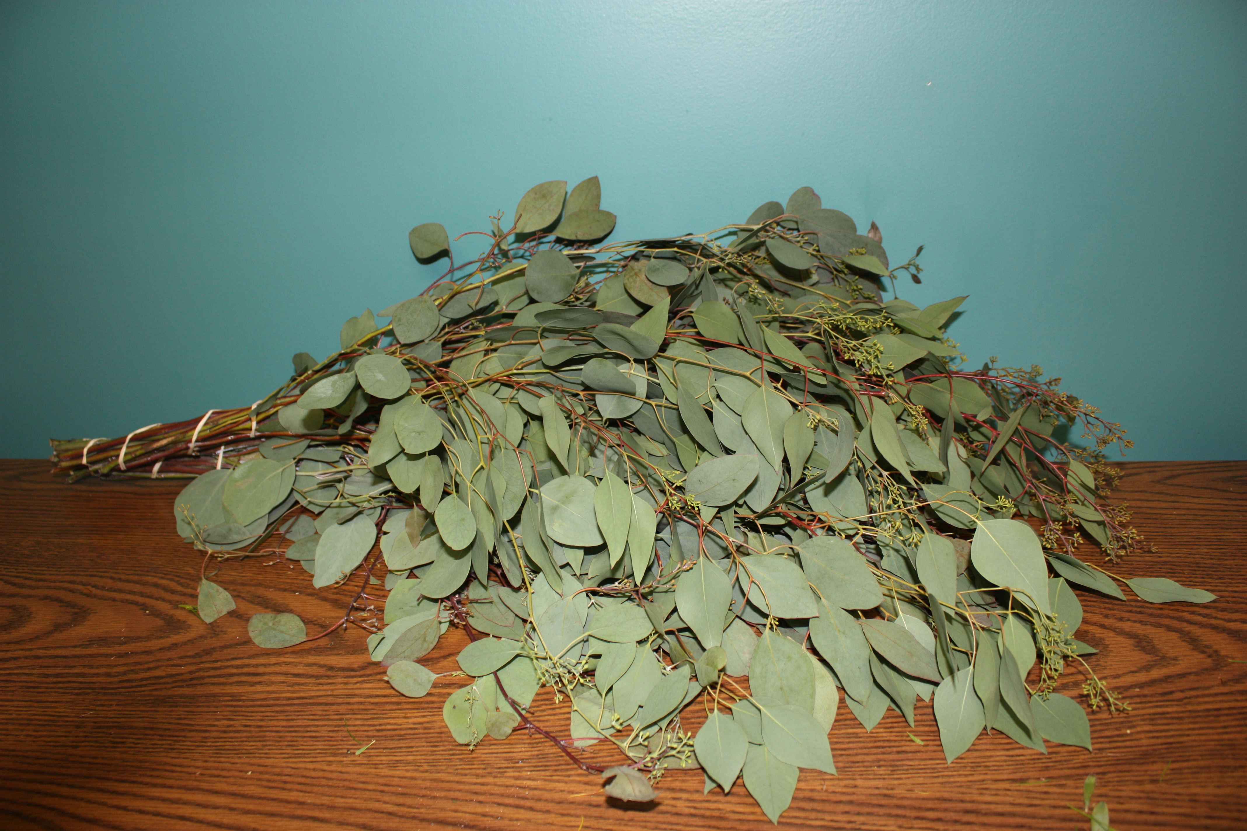 Eucalyptus | Cut Floral Greens | Alpha Fern