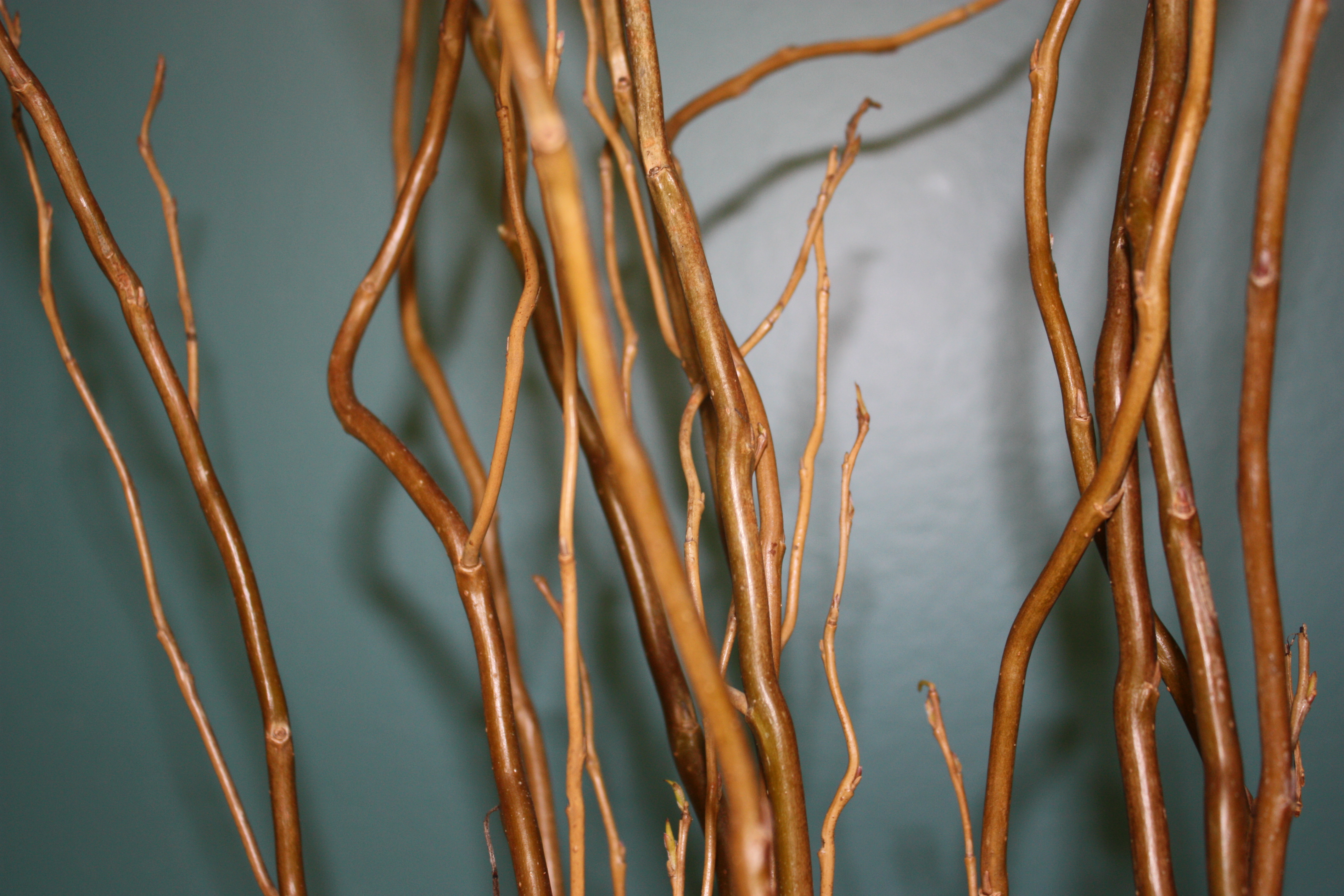 Curly Willow Branches | Bleached White | 4-5 FT