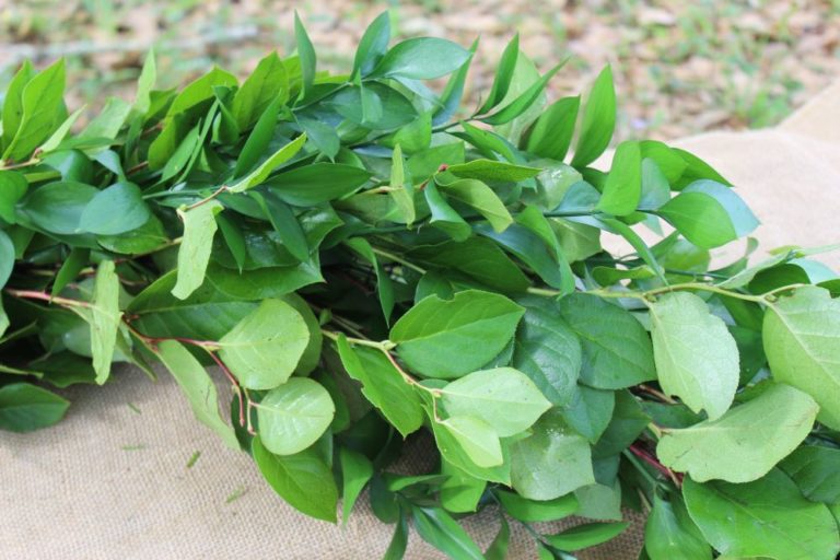 Garlands, Florida Ruscus, Italian Ruscus & Salal - Alpha Fern