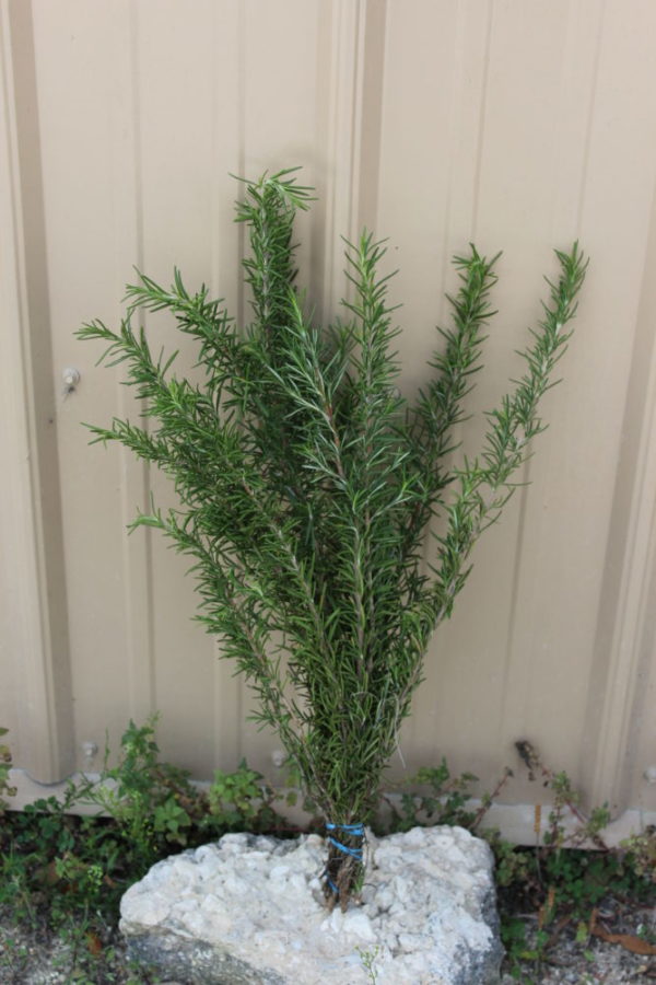 Bundle of rosemary outside sitting on a rock.