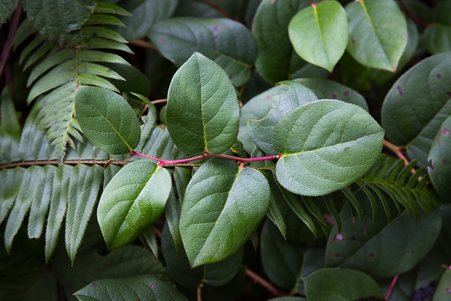 A close-up of a lemon leaf, or salal, plant on its characteristic reddish-pink stem, surrounded by a muted backdrop of other ferns and foliage.
