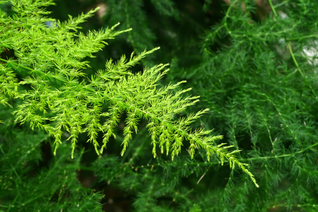 Close-up of vibrant green Plumosus foliage with its characteristic feathery, needle-like leaves
