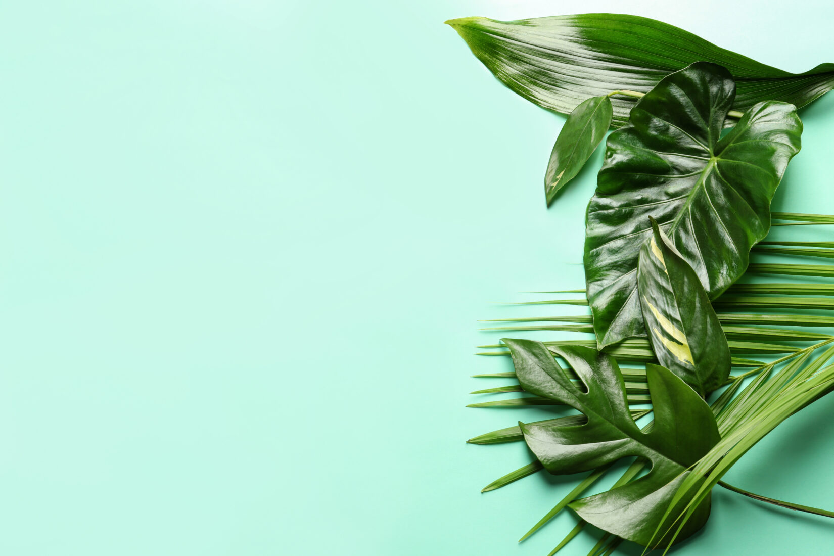 Assorted tropical foliage including Monstera, palm fronds and other green leaves arranged on a light turquoise background.