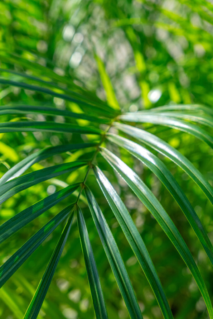 Close-up of the fine, feathery fronds of a Roebellini Palm, showcasing their elegant and arching structure.