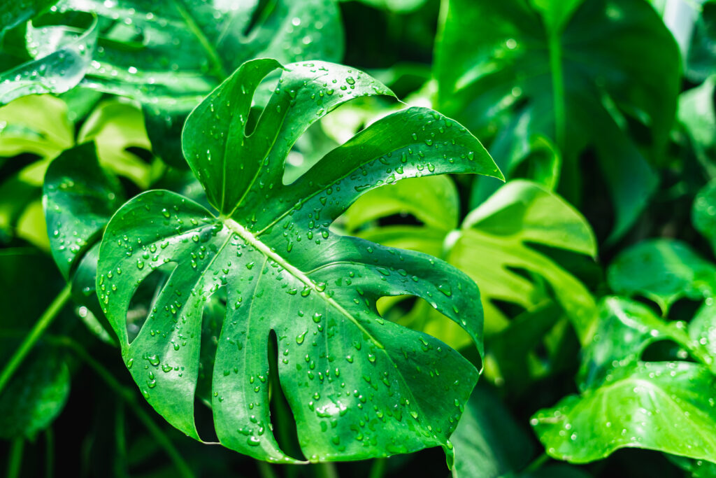 Glossy green leaves of Monstera with distinctive splits and holes, covered in water droplets.