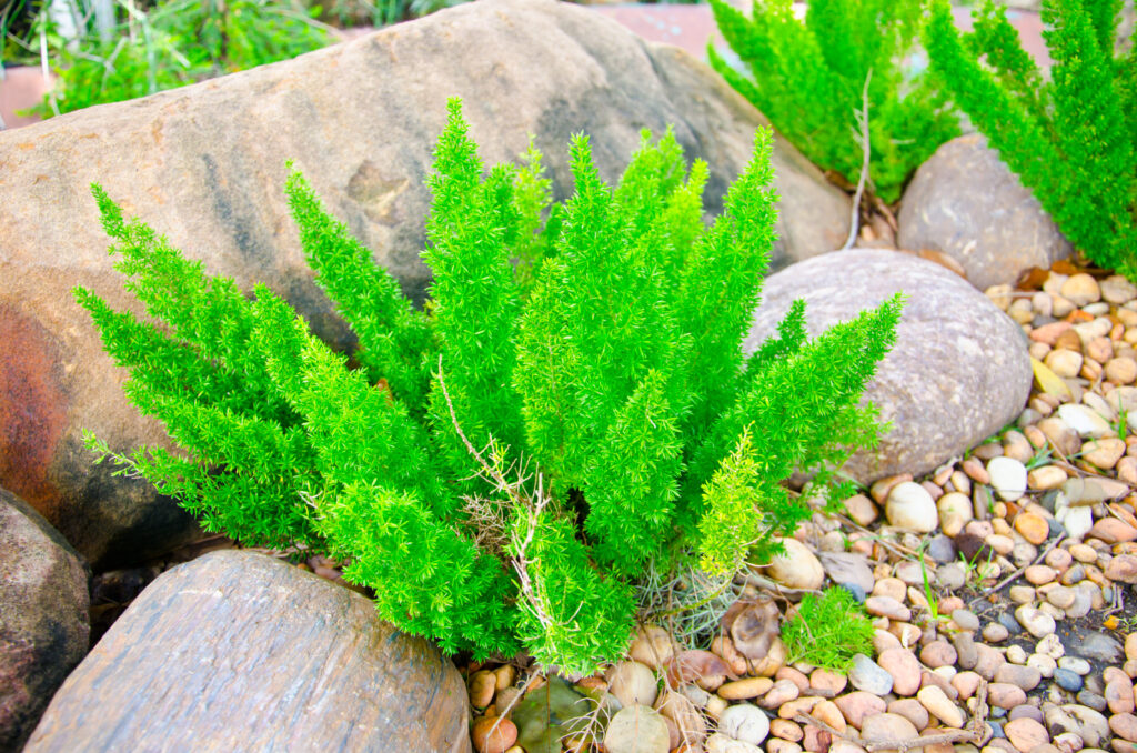 Foxtail Fern plants with bright green, bushy foliage growing among rocks in a garden setting.
