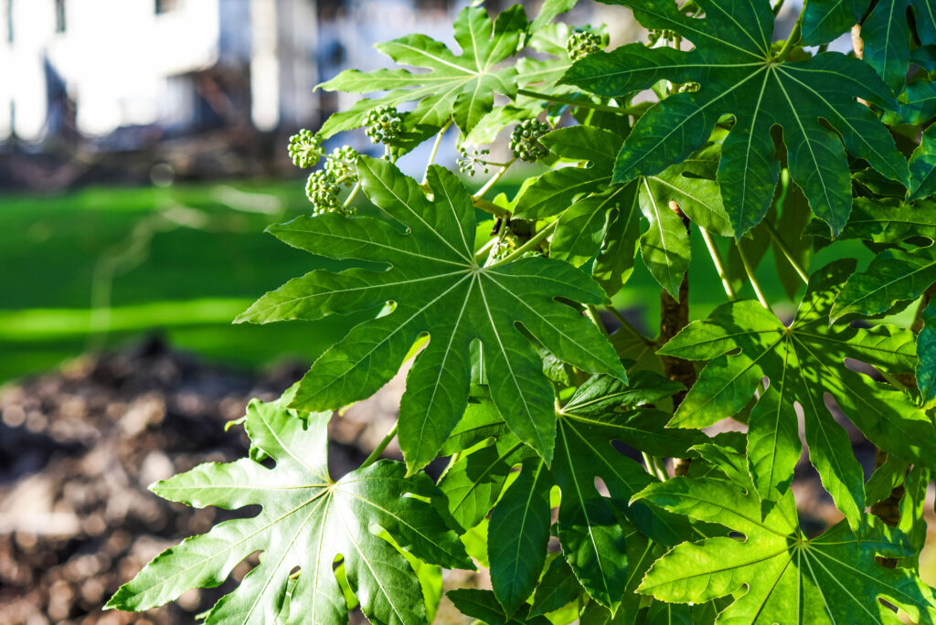 Large, distinctive leaves of Aralia set against a lush green background.