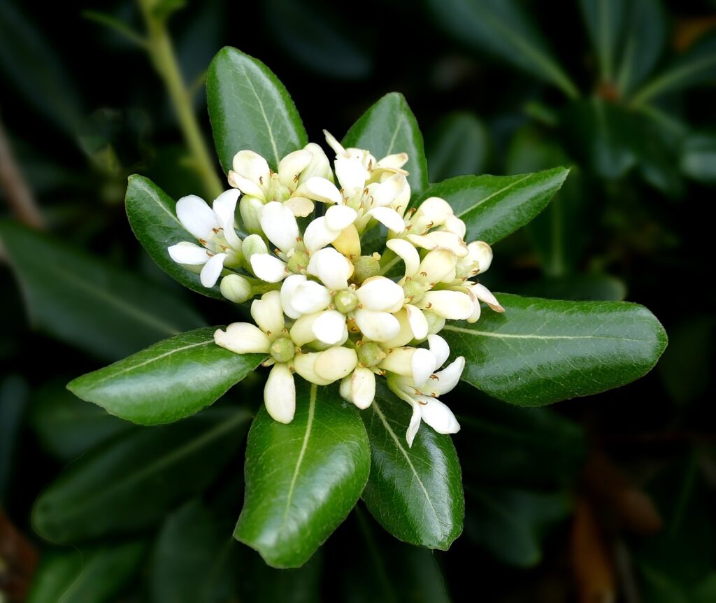 Pittosporum tobira plant with white flowering buds against a blurred background.