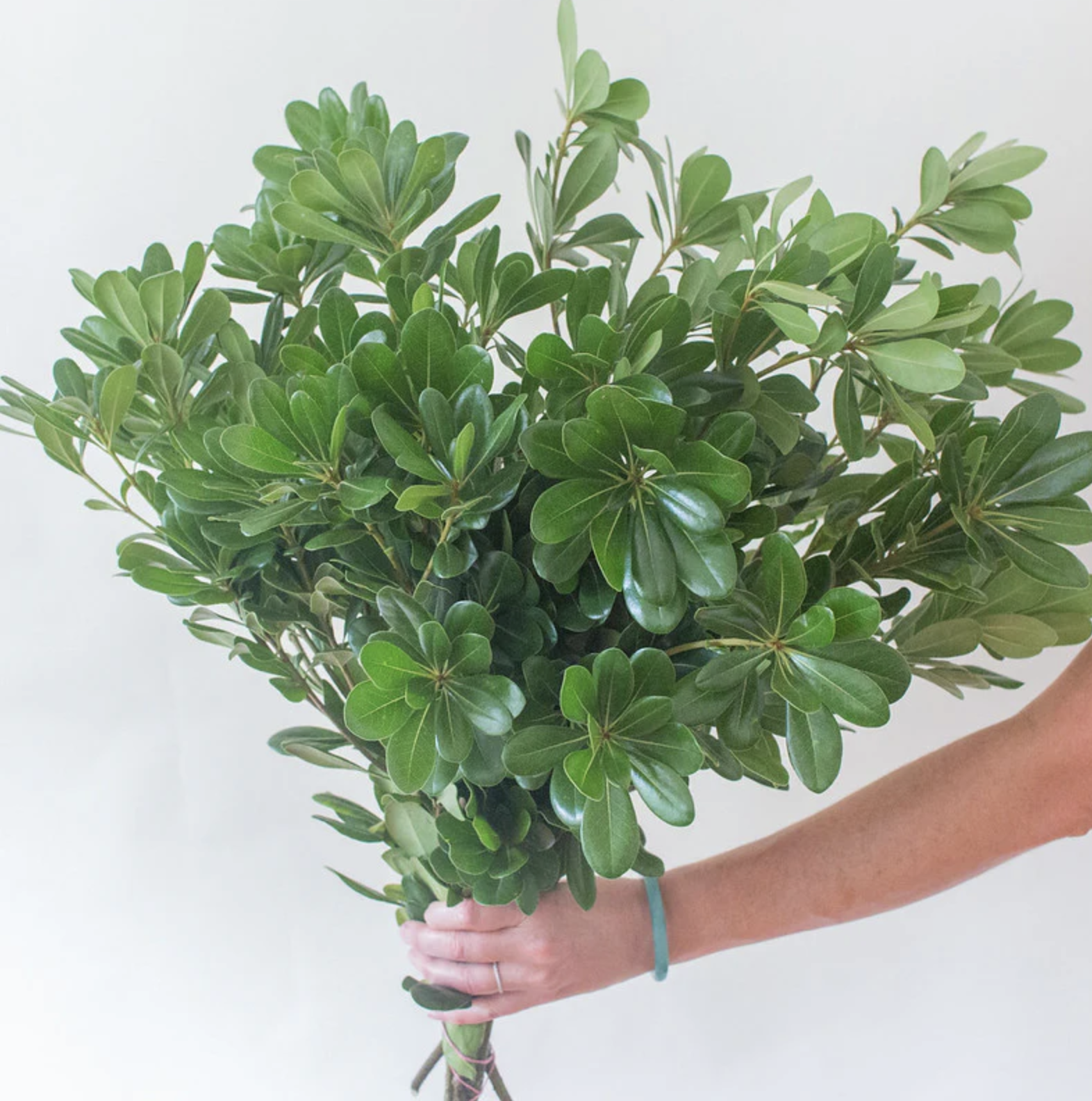 Person holding a bundle of green Pittosporum plant against a white background.