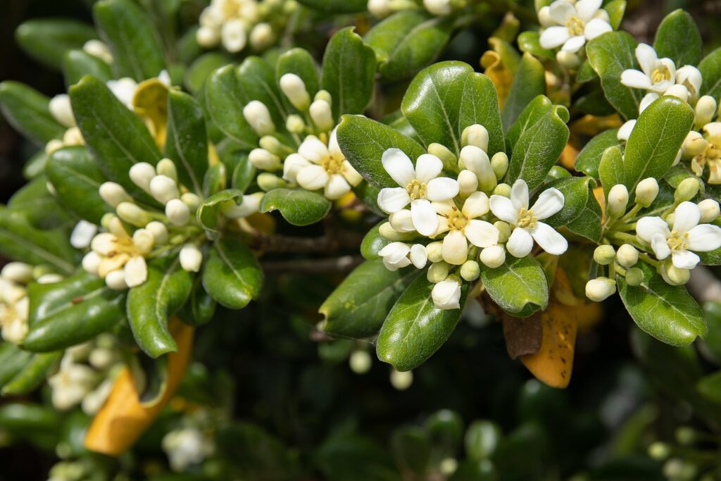 A close-up view of Pittosporum tobira, featuring its lush green foliage, white flowers, and green buds.