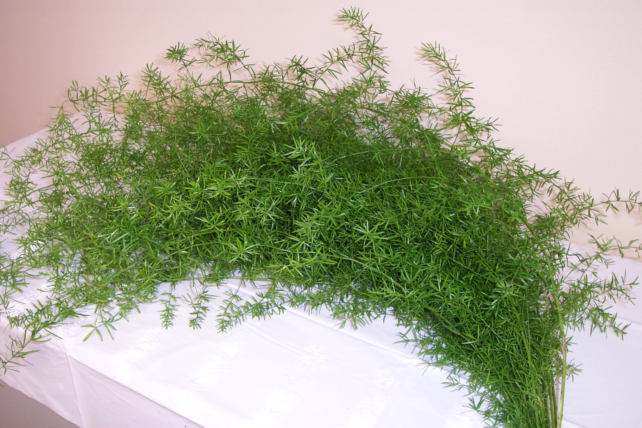 A bundle of green plant branches with needle-like leaves spread out on a surface covered with a white sheet.