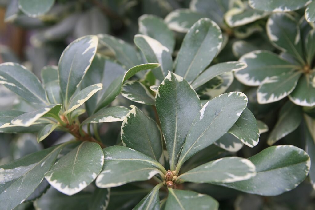 Close-up of variegated Pittosporum tobira leaves with creamy white and green hues, against a blurred background.