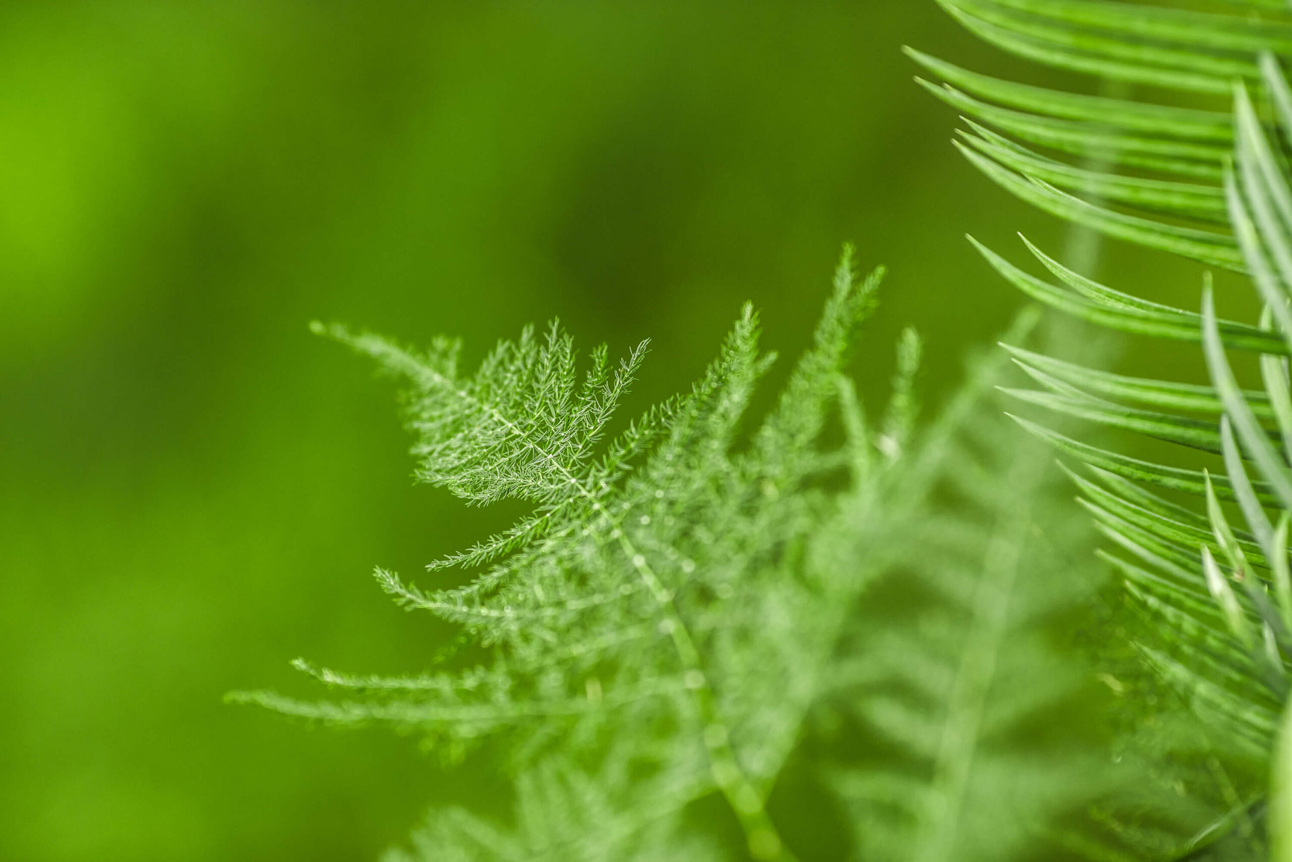 Close-up of green fern leaves with a blurred green background.