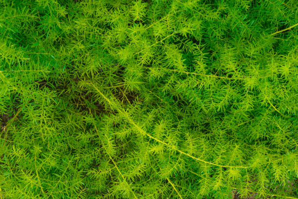 Top-down view of dense green, feathery fern foliage.