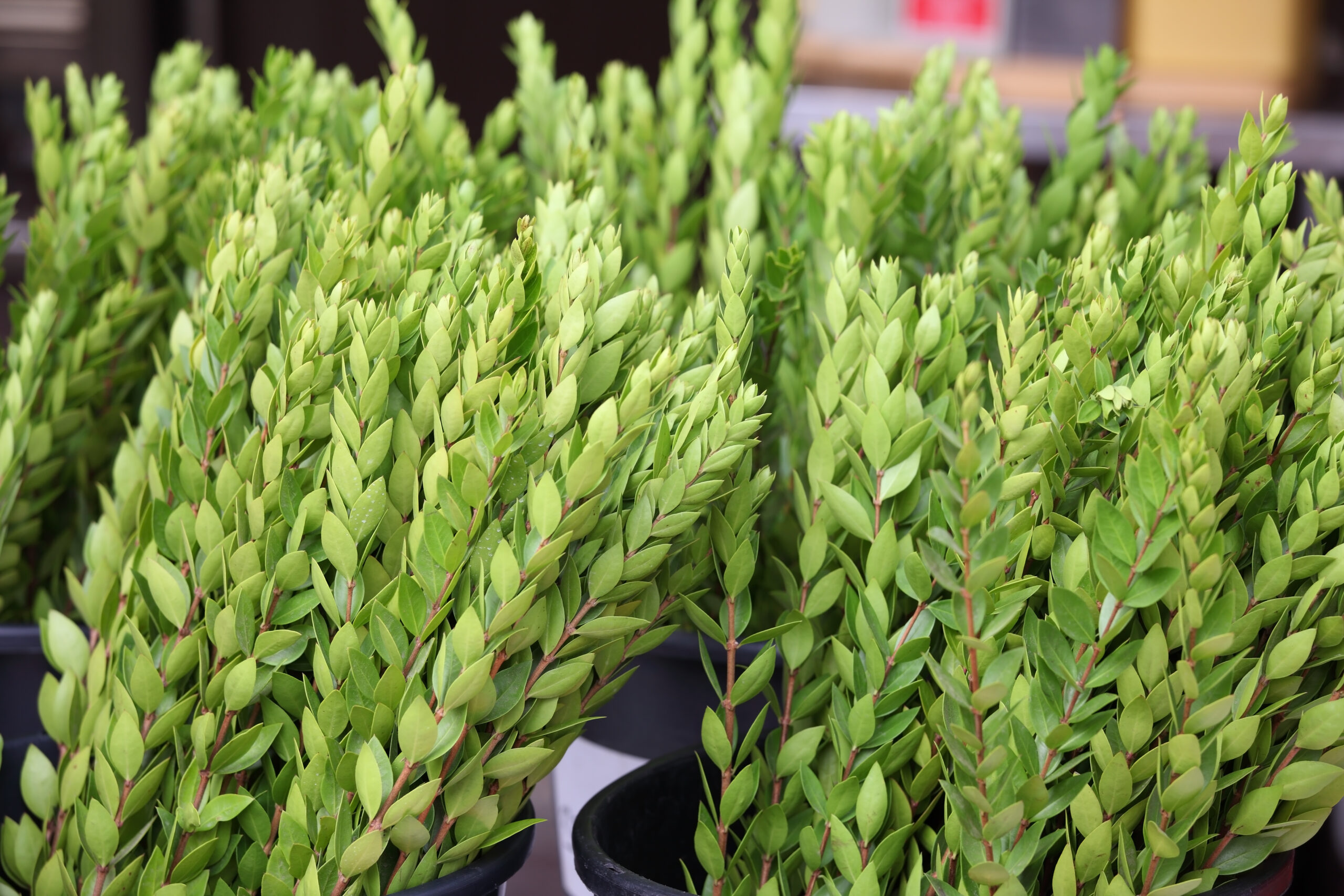 A close-up of green myrtle leaves showcasing their small, oval shape.