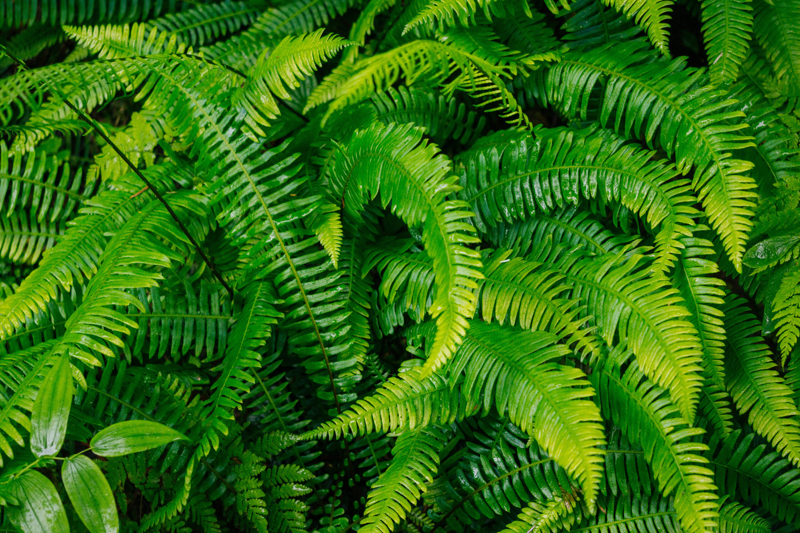 A close-up view of lush, green holly fern leaves overlapping each other, showcasing their vibrant, serrated fronds.