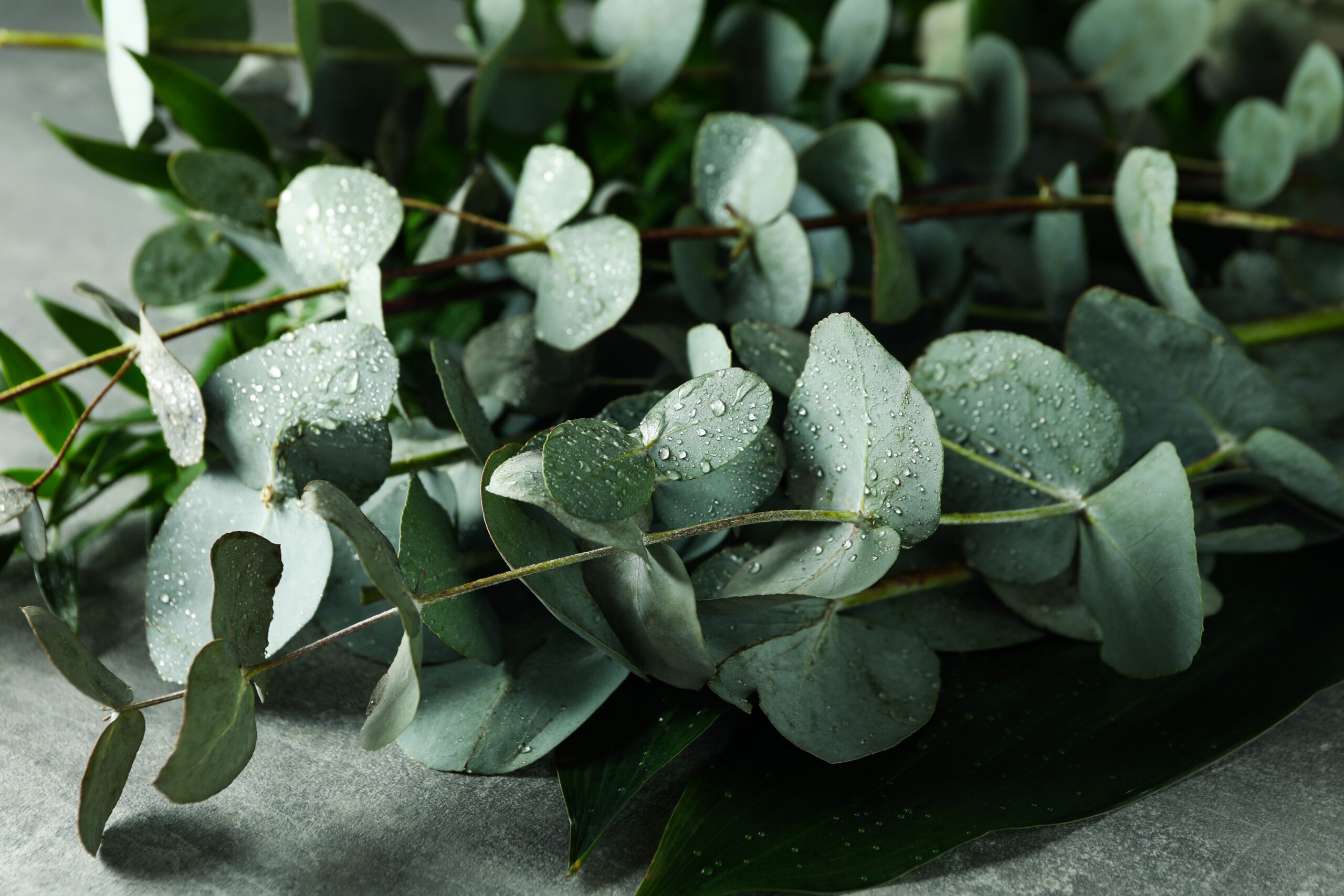 A close-up of eucalyptus leaves, showcasing their smooth, silvery-green surface adorned with water droplets.