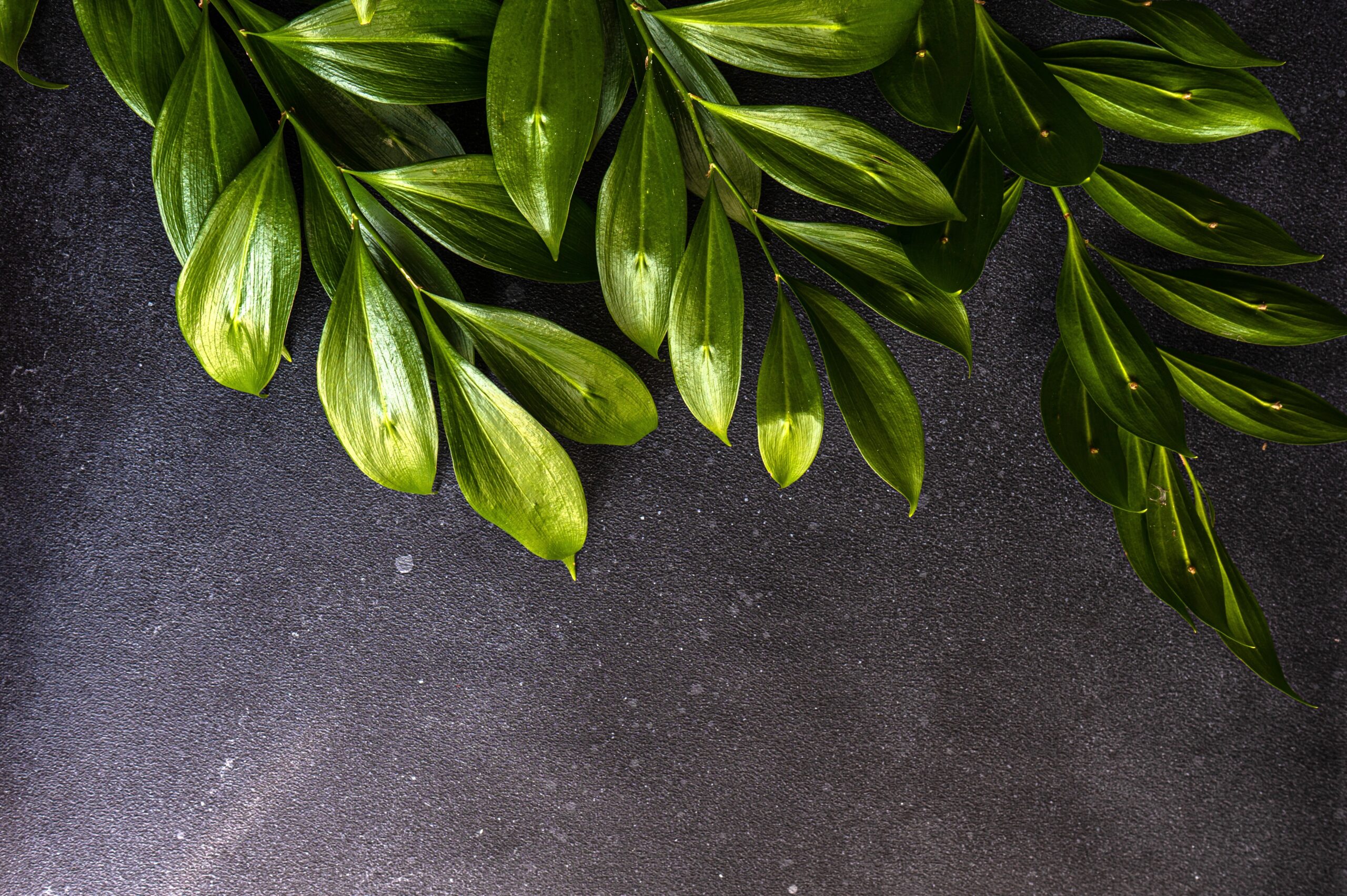 Close-up of Italian Ruscus leaves against a textured background, showcasing their glossy green surface. 