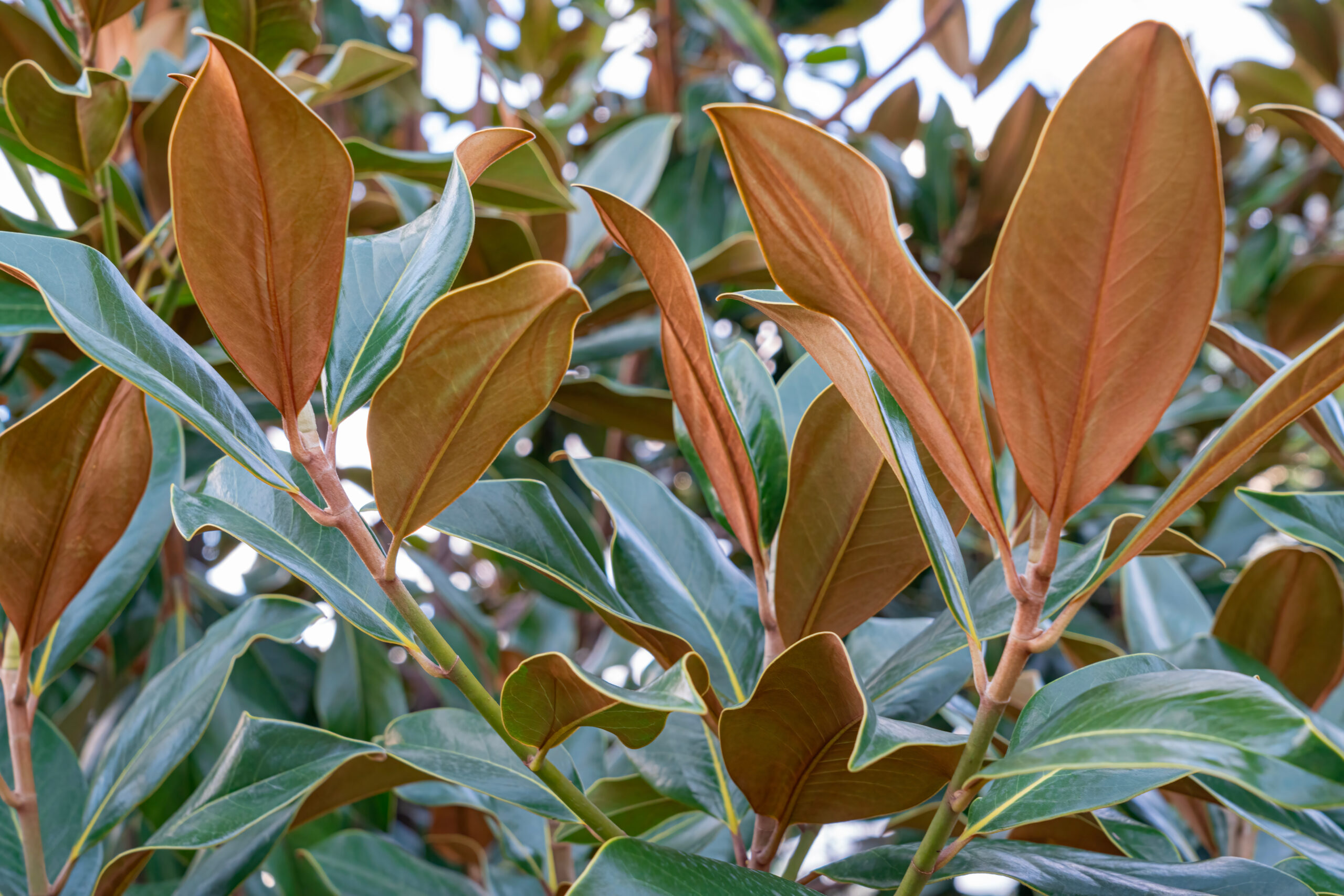 A close-up of magnolia leaves with their distinct green tops and rusty brown undersides, highlighted against a backdrop of similar foliage.