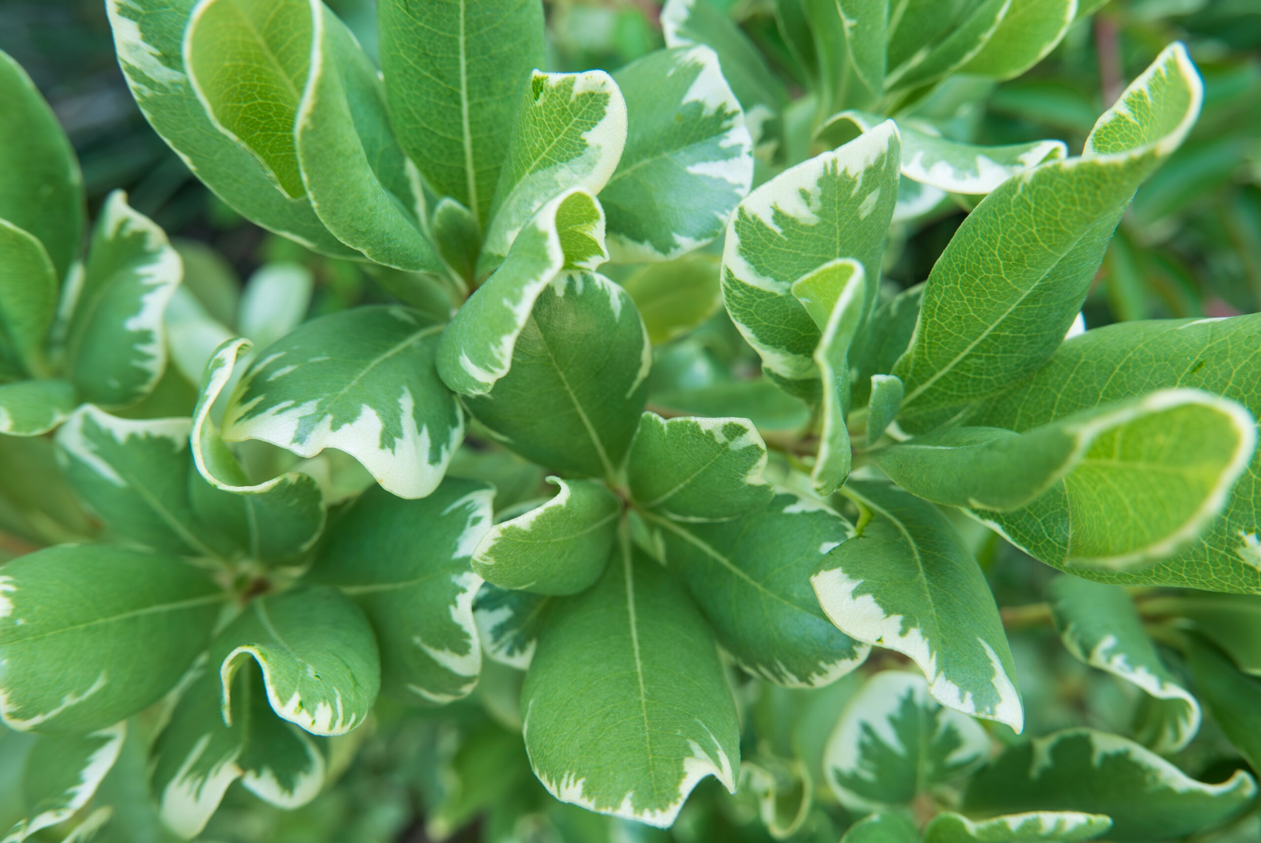 A close-up of Pittosporum leaves featuring their bright green surfaces with white-tipped edges.