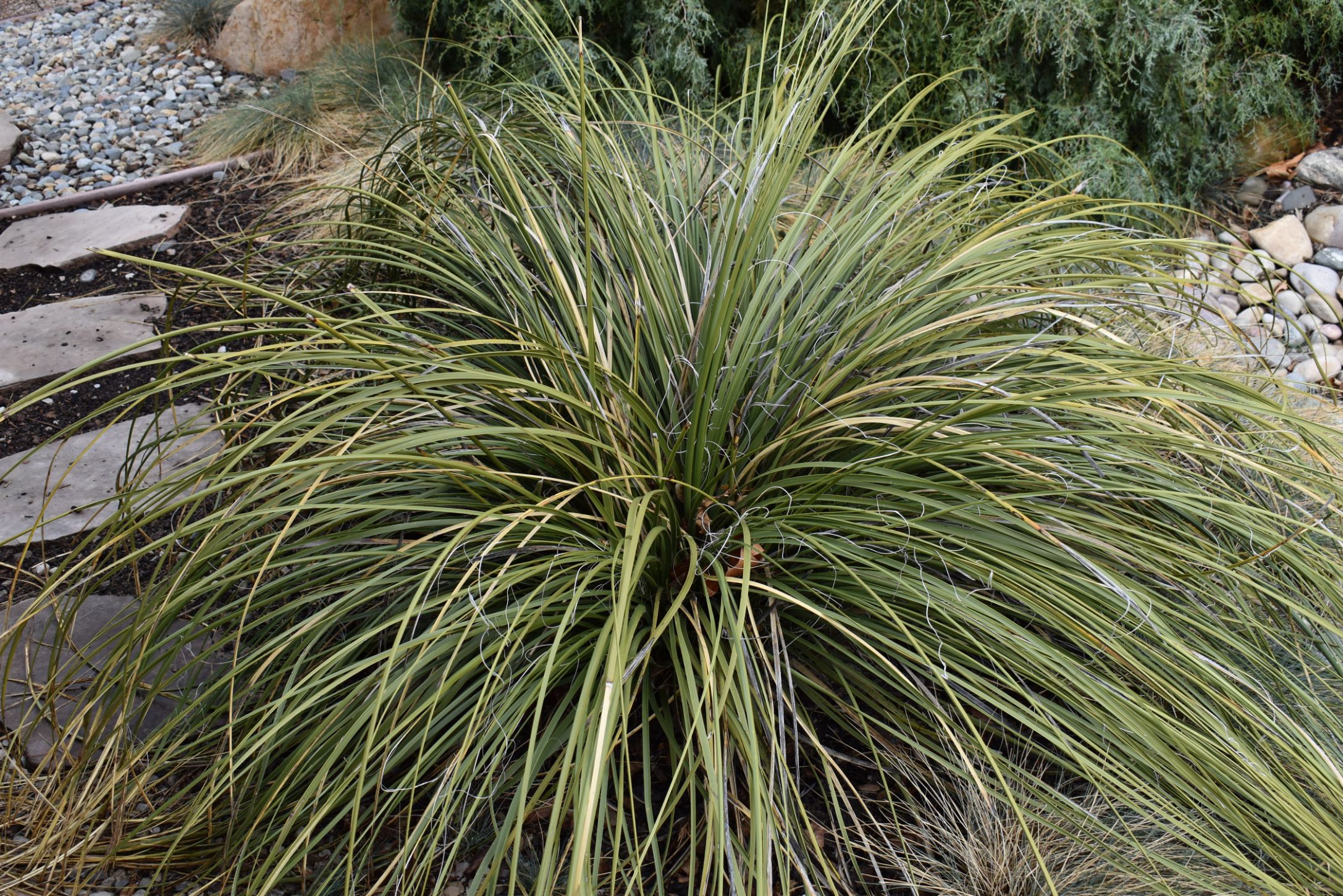 Close-up of bear grass in its natural setting, highlighting the delicate, needle-like leaves and soft, wispy texture of the plant.